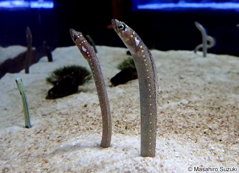 ホワイトスポッテッドガーデンイール Gorgasia maculata