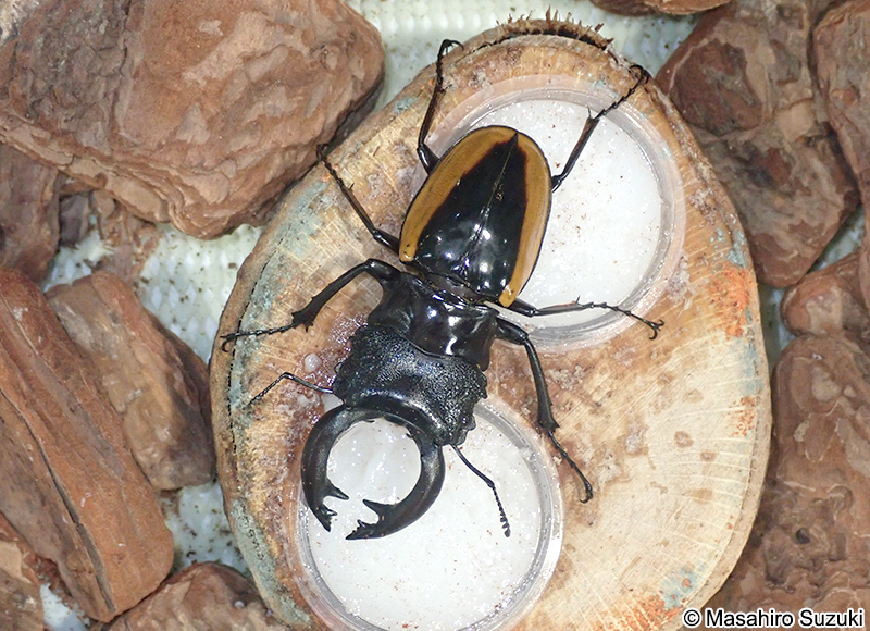 ワラストンツヤクワガタ Odontolabis wollastoni