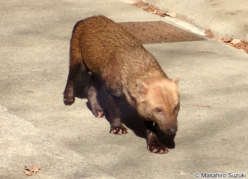 ヤブイヌ Speothos venaticus