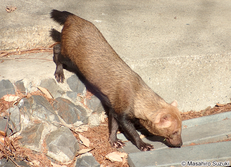 ヤブイヌ Speothos venaticus