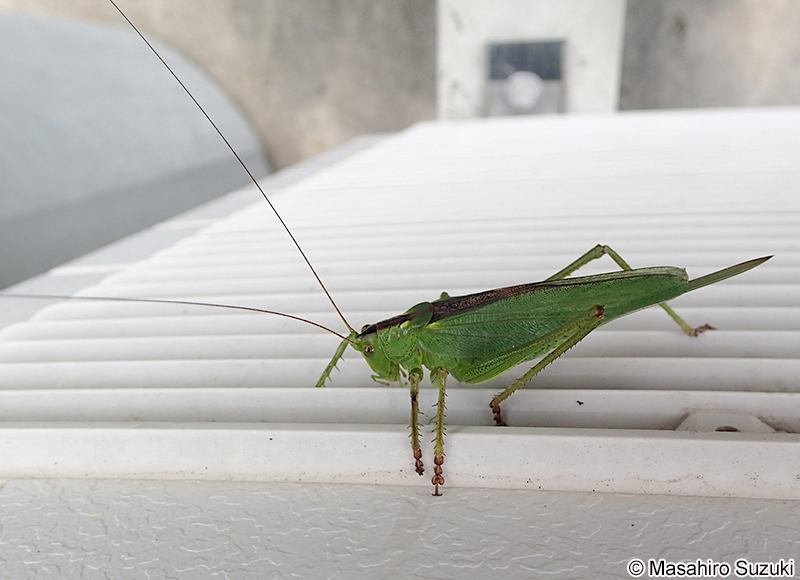 ヤブキリ Tettigonia orientalis