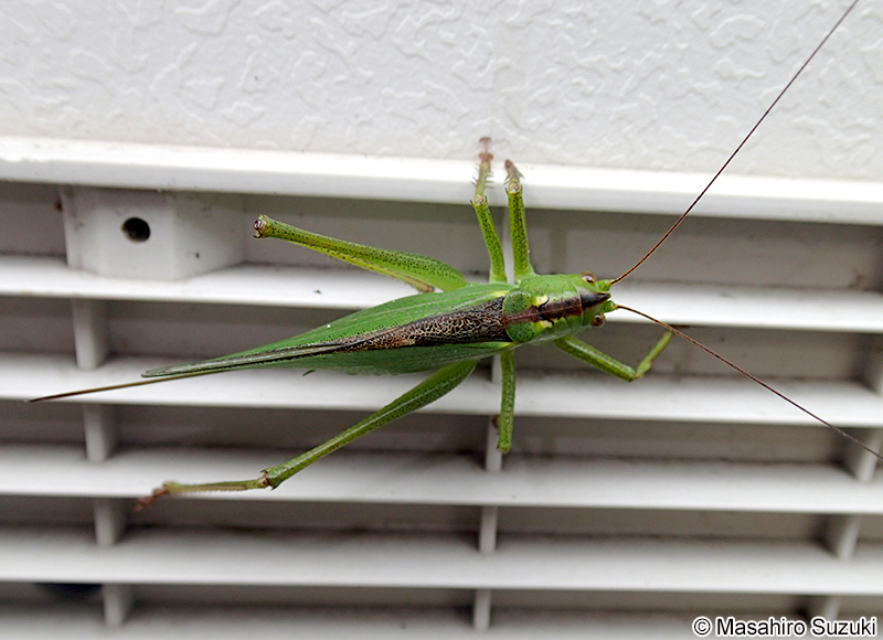 ヤブキリ Tettigonia orientalis