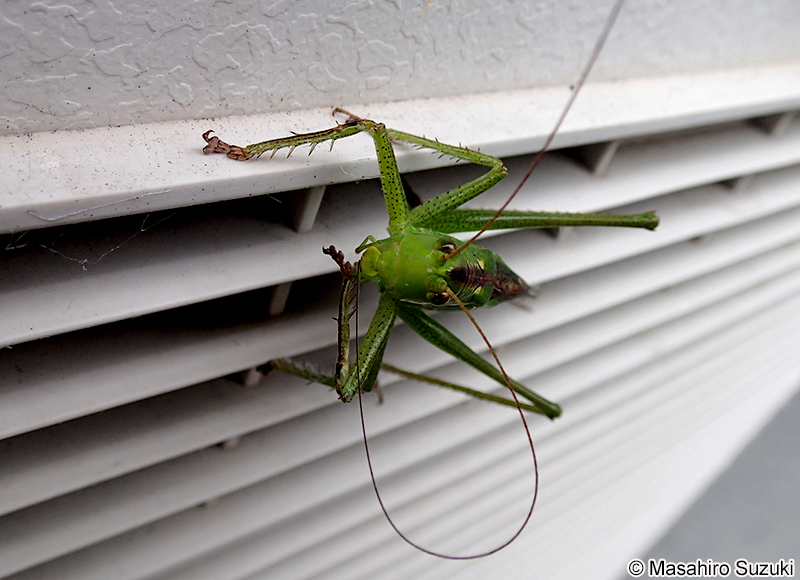 ヤブキリ Tettigonia orientalis