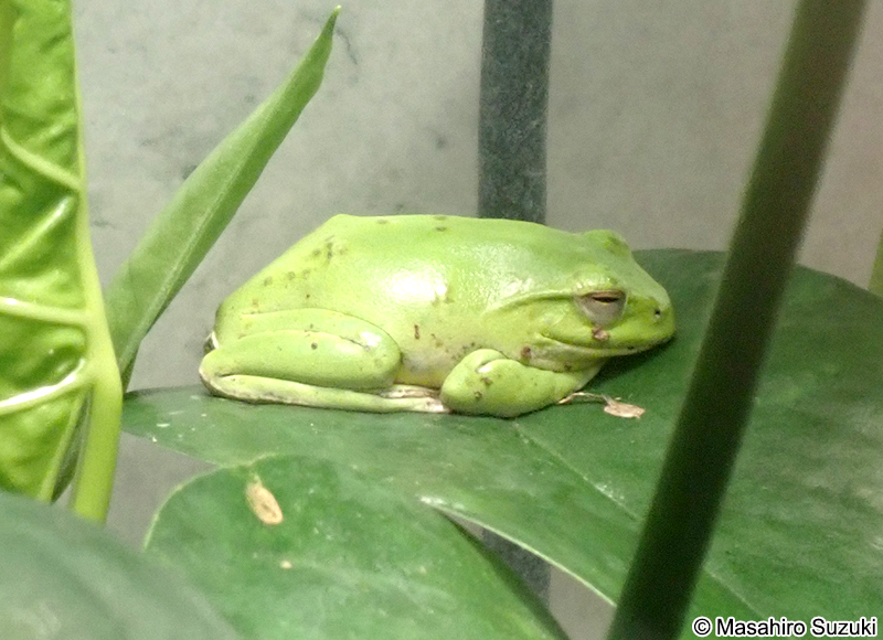 ヤエヤマアオガエル Zhangixalus owstoni