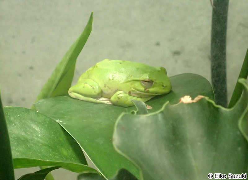 ヤエヤマアオガエル Zhangixalus owstoni