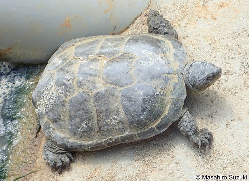 ヤエヤマイシガメ Mauremys mutica kami