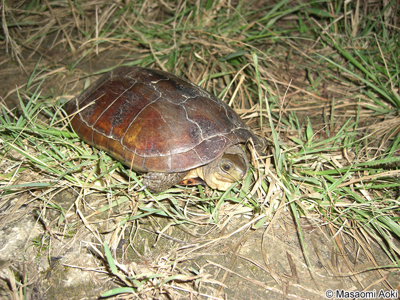 ヤエヤマイシガメ Mauremys mutica kami