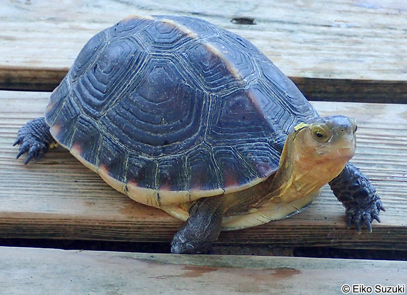 ヤエヤマセマルハコガメ Cuora flavomarginata evelynae