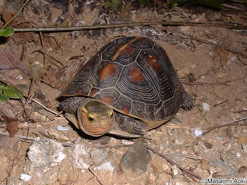 ヤエヤマセマルハコガメ Cuora flavomarginata evelynae