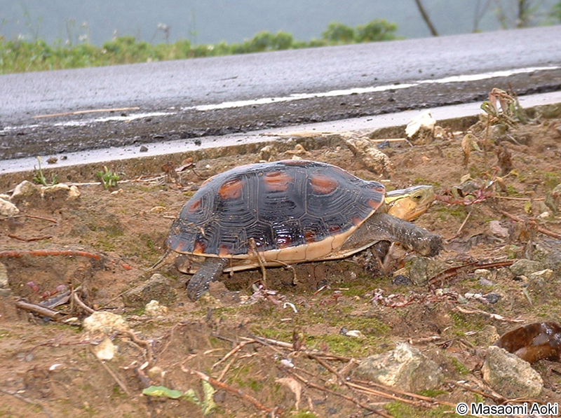 ヤエヤマセマルハコガメ Cuora flavomarginata evelynae