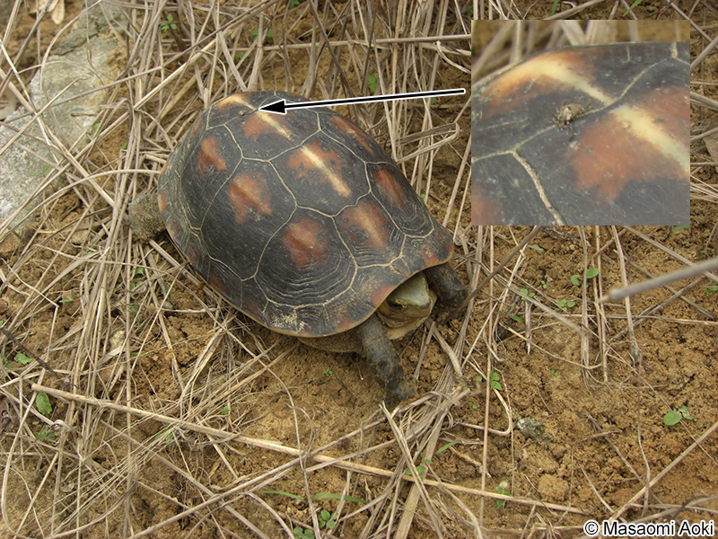 ヤエヤマセマルハコガメ Cuora flavomarginata evelynae