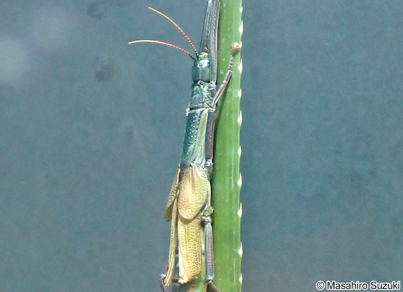 ヤエヤマツダナナフシ Megacrania alpheus adan