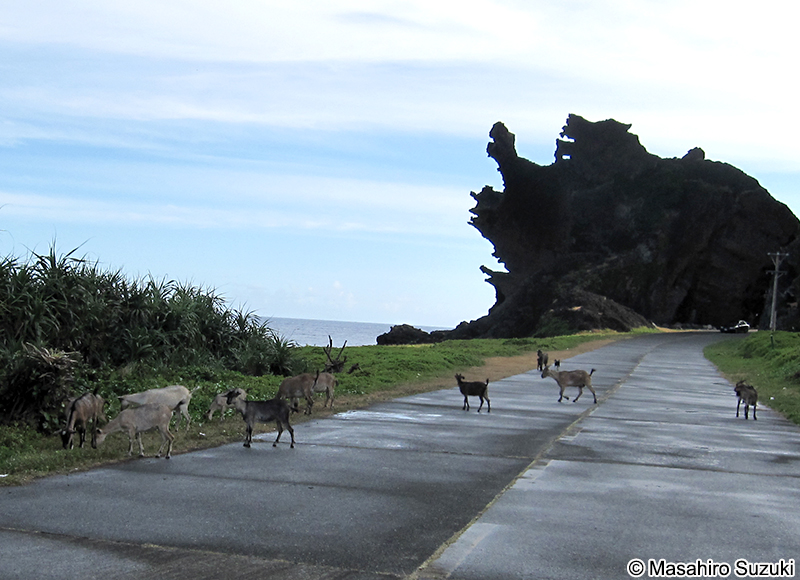 ヤギ Capra aegagrus hircus
