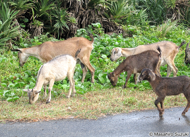ヤギ Capra aegagrus hircus