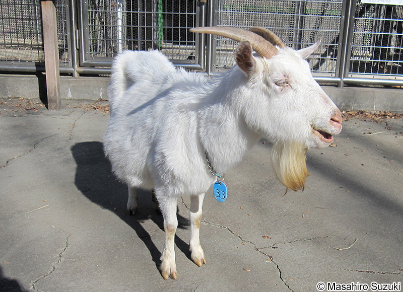 シバヤギ（柴山羊）