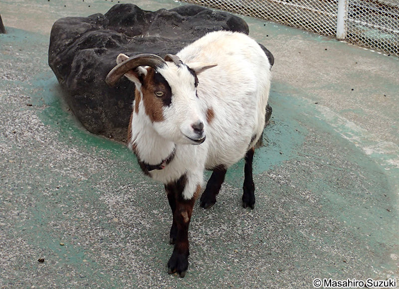 ヤギ Capra aegagrus hircus