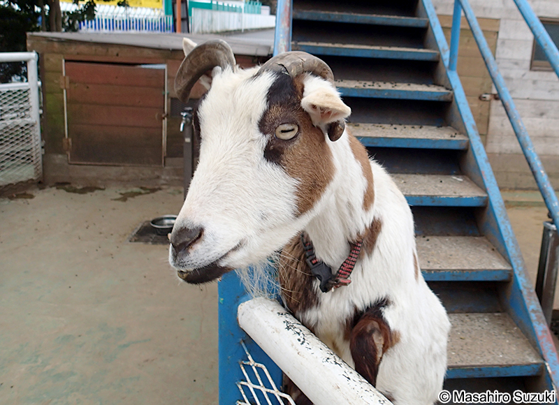 ヤギ Capra aegagrus hircus