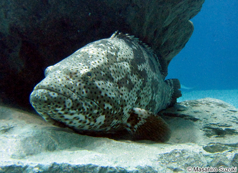 ヤイトハタ Epinephelus malabaricus
