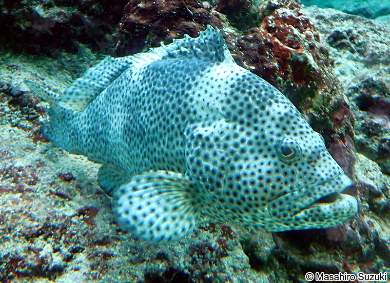 ヤイトハタ Epinephelus malabaricus