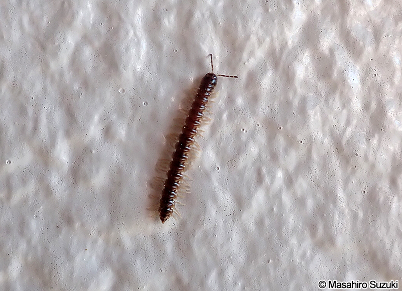 ヤケヤスデ Oxidus gracilis