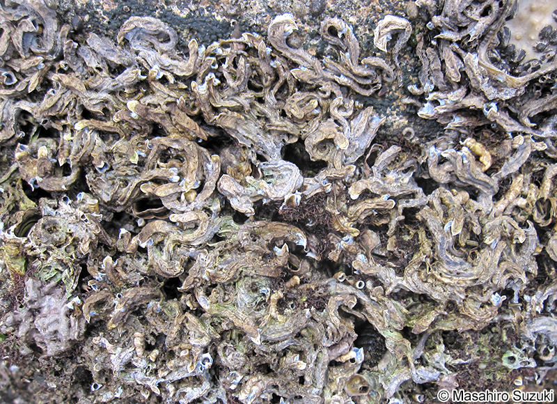 ヤッコカンザシ Spirobranchus akitsushima