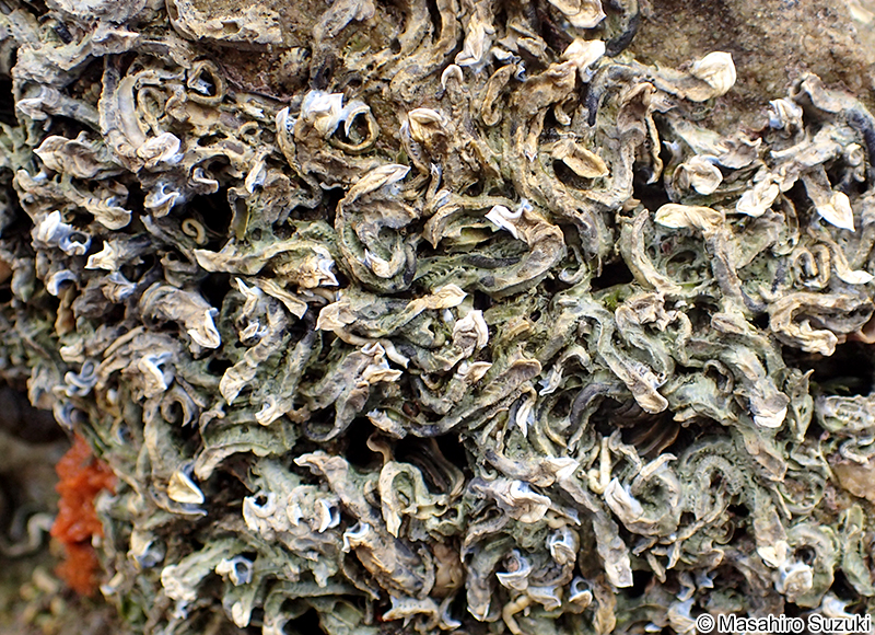 ヤッコカンザシ Spirobranchus akitsushima