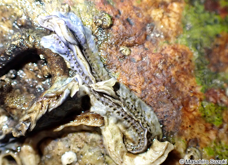 ヤッコカンザシ Spirobranchus akitsushima