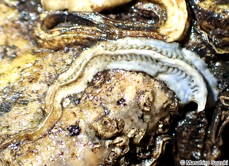 ヤッコカンザシ Spirobranchus akitsushima