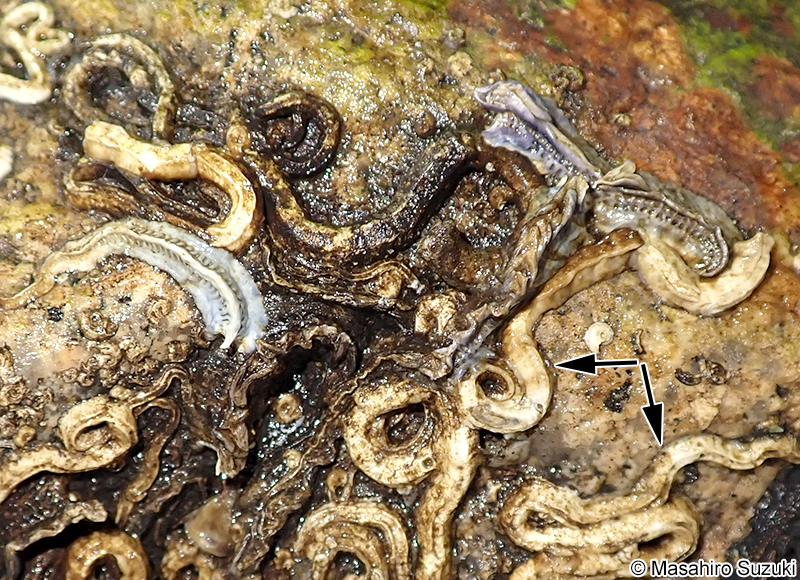 ヤッコカンザシとエゾカサネカンザシ