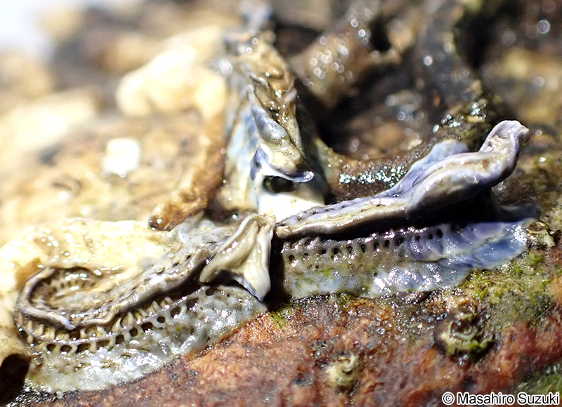 ヤッコカンザシ Spirobranchus akitsushima