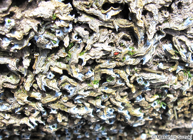 ヤッコカンザシ Spirobranchus akitsushima