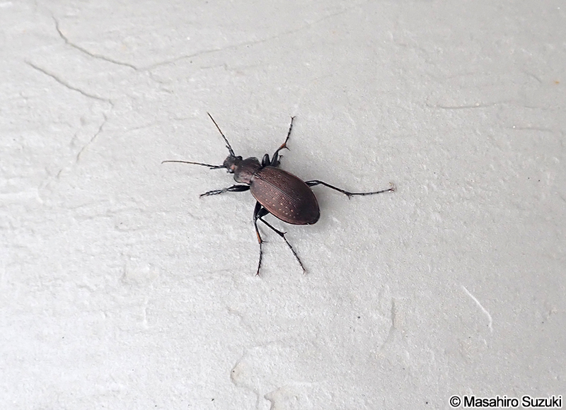 オサムシ属の1種 Carabus sp.