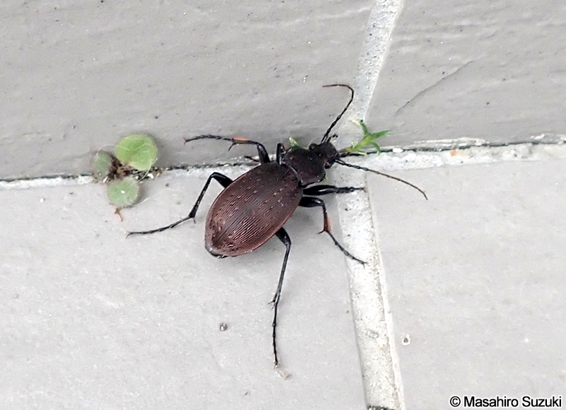 オサムシ属の1種 Carabus sp.