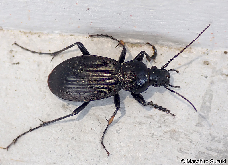 オサムシ属の1種 Carabus sp.