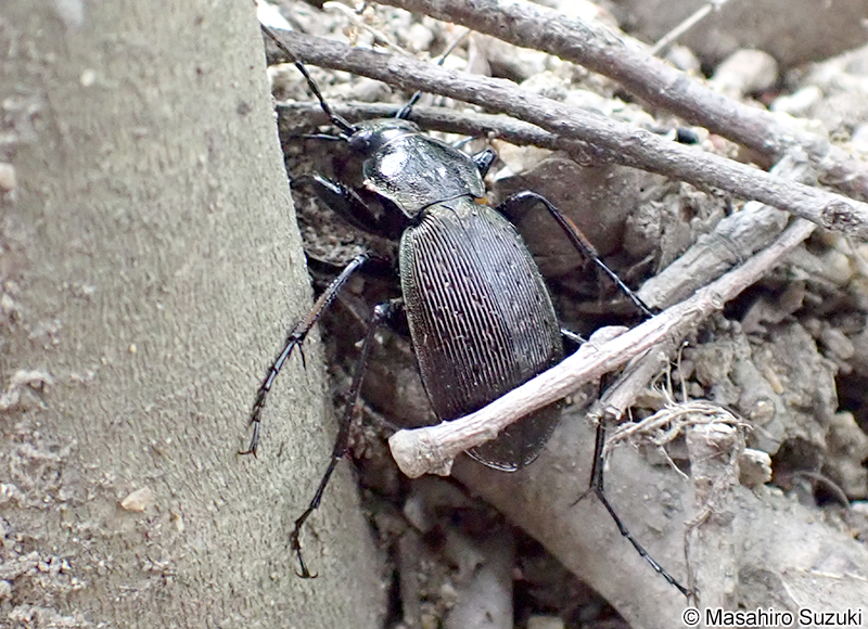 オサムシ属の1種 Carabus sp.