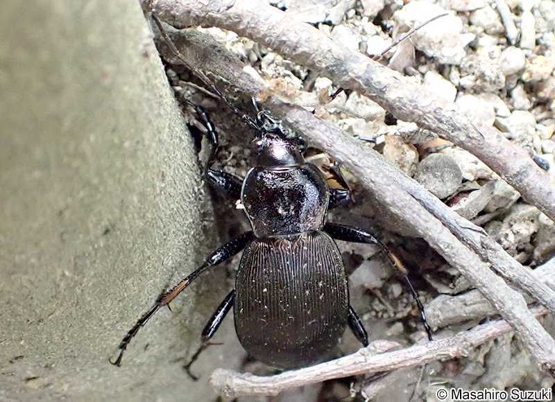 オサムシ属の1種 Carabus sp.