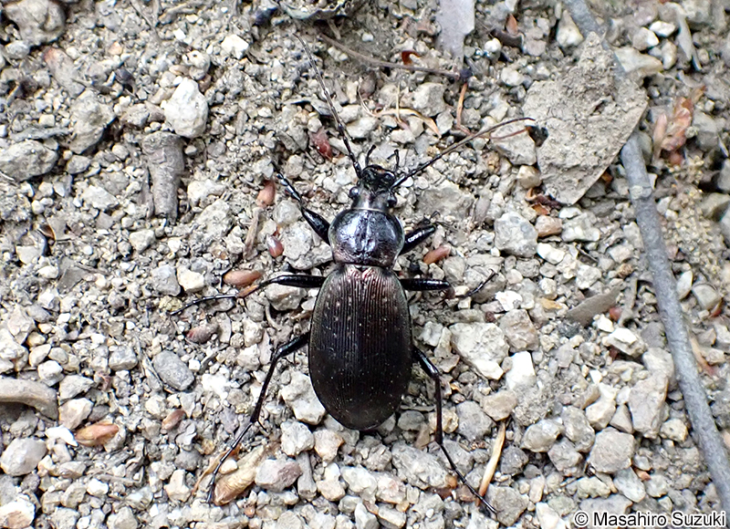 オサムシ属の1種 Carabus sp.