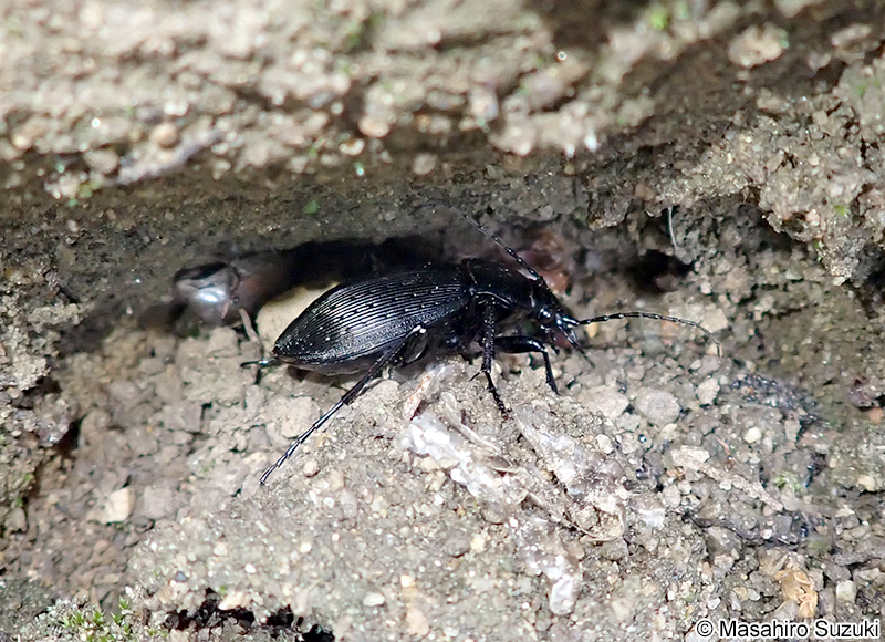 オサムシ属の1種 Carabus sp.