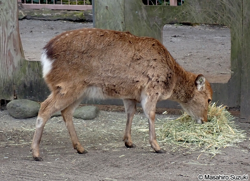 ヤクシカ Cervus nippon yakushimae