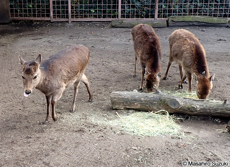 ヤクシカ Cervus nippon yakushimae