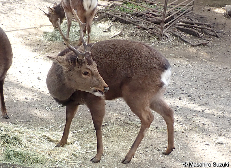 ヤクシカ Cervus nippon yakushimae