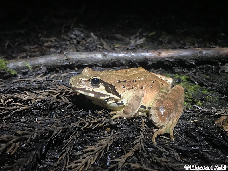 ヤマアカガエル Rana ornativentris
