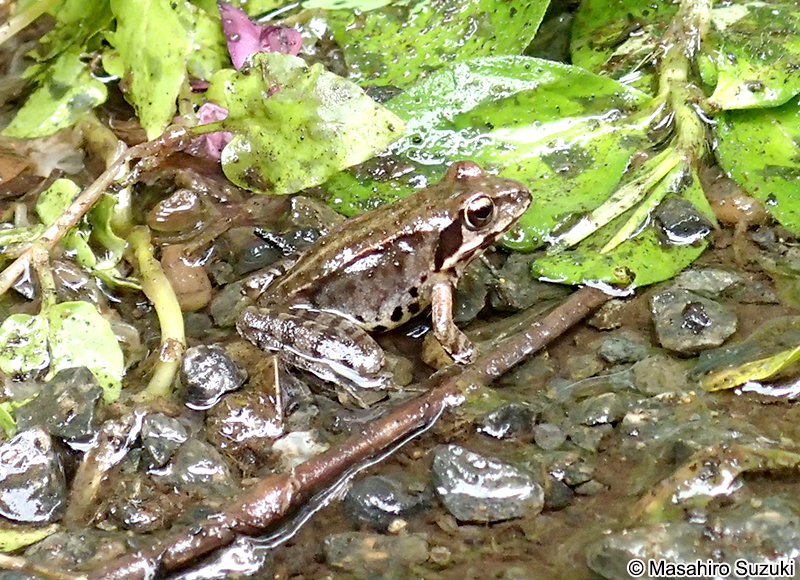 ヤマアカガエル Rana ornativentris