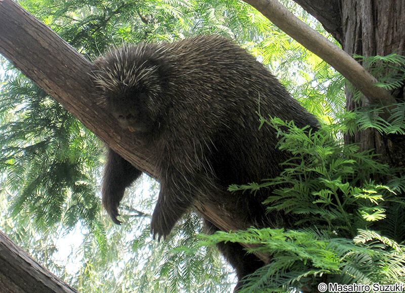 カナダヤマアラシ Erethizon dorsatum