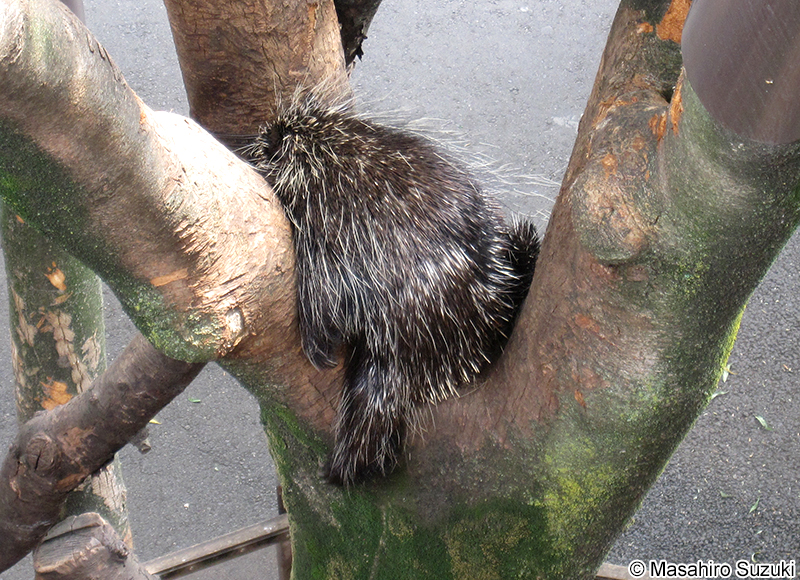 カナダヤマアラシ Erethizon dorsatum