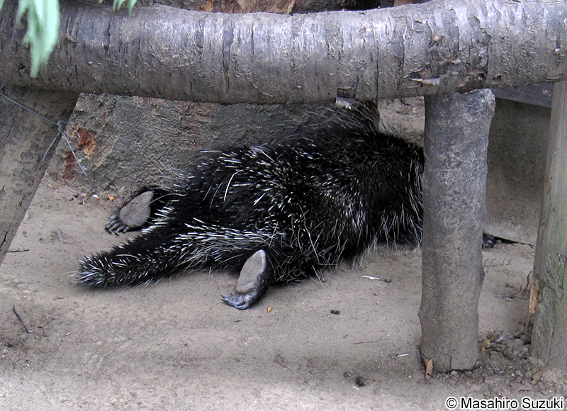 カナダヤマアラシ Erethizon dorsatum