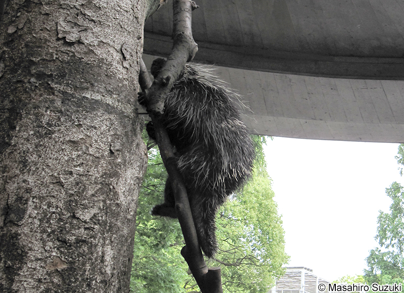 カナダヤマアラシ Erethizon dorsatum