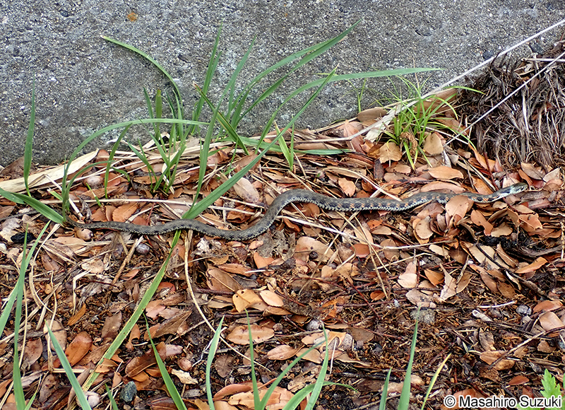 ヤマカガシ Rhabdophis tigrinus