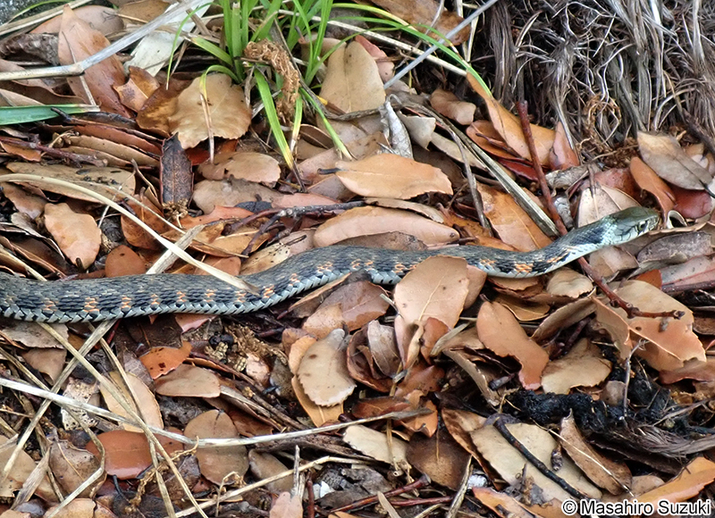 ヤマカガシ Rhabdophis tigrinus