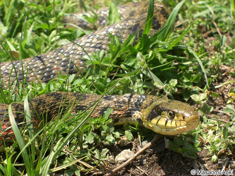 ヤマカガシ Rhabdophis tigrinus